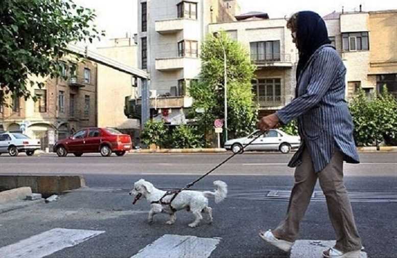 سگ‌گردانی در مازندران هم ممنوع شد